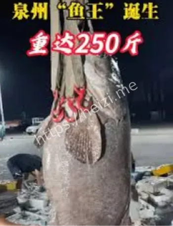 福建渔民捕获巨型石斑