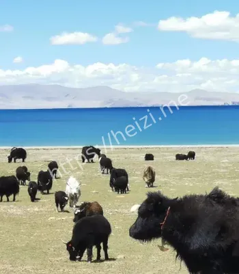 高原地区环保标准争议